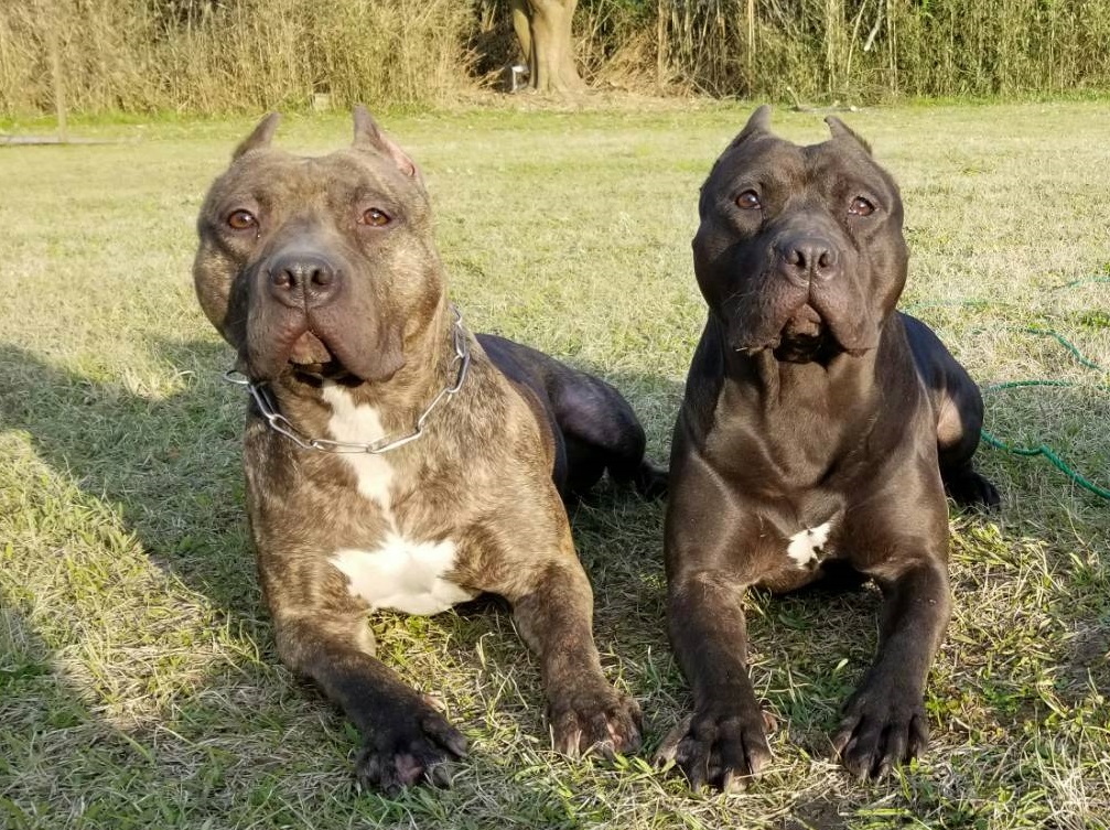 水俣市,不動産,警察犬,ピットブル,行方不明捜索