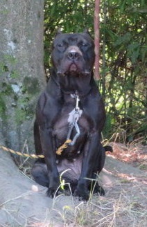 水俣市,不動産,警察犬,ピットブル,行方不明捜索